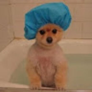 Meet your Posher, Leila